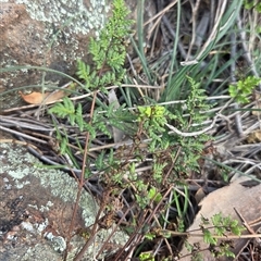Cheilanthes sieberi (Rock Fern) at Watson, ACT - 3 Sep 2025 by HappyWanderer