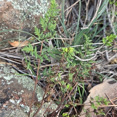 Cheilanthes sieberi (Rock Fern) at Watson, ACT - 3 Sep 2025 by HappyWanderer