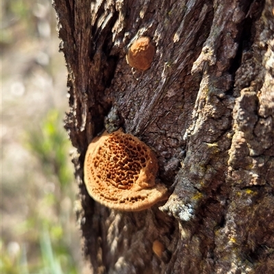 Unverified Fungus at Watson, ACT - 3 Sep 2025 by HappyWanderer