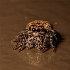 Servaea incana (Hoary Servaea) at Acton, ACT - 1 Mar 2023 by Debbie05