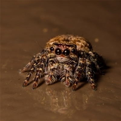 Servaea incana (Hoary Servaea) at Acton, ACT - 1 Mar 2023 by Debbie05