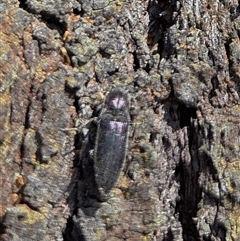 Elateridae (family) (Unidentified click beetle) at Watson, ACT - 3 Sep 2025 by HappyWanderer
