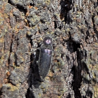 Elateridae (family) (Unidentified click beetle) at Watson, ACT - 3 Sep 2025 by HappyWanderer