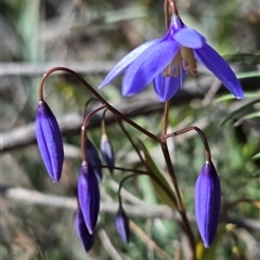 Stypandra glauca (Nodding Blue Lily) at Watson, ACT - 3 Sep 2025 by HappyWanderer