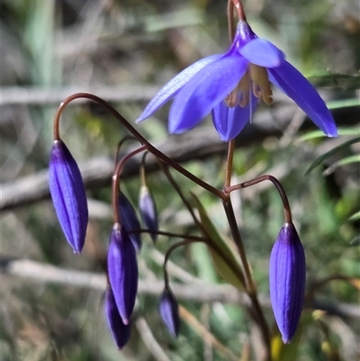Stypandra glauca (Nodding Blue Lily) at Watson, ACT - 3 Sep 2025 by HappyWanderer
