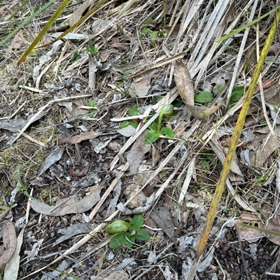Pterostylis nutans (Nodding Greenhood) at Aranda, ACT - 3 Sep 2025 by CathB