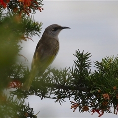 Lichmera indistincta (Brown Honeyeater) at Dunlop, ACT - 3 Sep 2025 by RodDeb