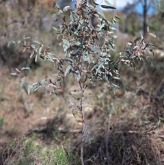 Eucalyptus rossii (Inland Scribbly Gum) at Watson, ACT - 3 Sep 2025 by HappyWanderer