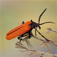 Porrostoma rhipidium (Long-nosed Lycid (Net-winged) beetle) at Forde, ACT - 24 Nov 2024 by Debbie05