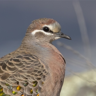 Phaps chalcoptera (Common Bronzewing) at Cook, ACT - 3 Sep 2025 by rawshorty
