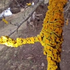 Xanthoria sp. (genus) at Cooma, NSW - 3 Sep 2025 by mahargiani