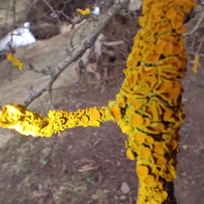 Xanthoria sp. (genus) at Cooma, NSW - 3 Sep 2025 by mahargiani