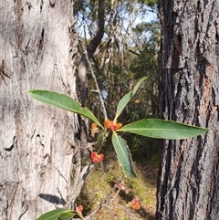 Xylomelum pyriforme (Woody Pear) at Hill Top, NSW - 3 Sep 2025 by Aussiegall