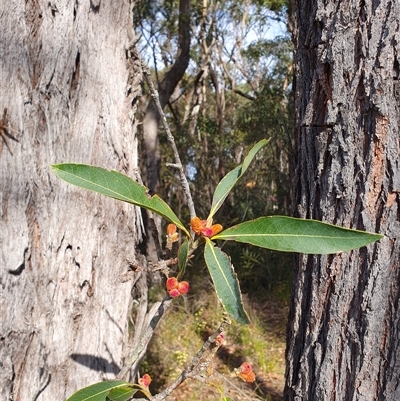 Xylomelum pyriforme (Woody Pear) at Hill Top, NSW - 3 Sep 2025 by Aussiegall