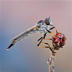 Cerdistus sp. (genus) (Slender Robber Fly) at Yarralumla, ACT - 6 Jan 2025 by Debbie05