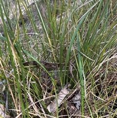 Lyperanthus suaveolens (Brown Beaks) at Aranda, ACT - 3 Sep 2025 by CathB