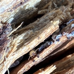 Unverified Termite (superfamily Termitoidea) at Canyonleigh, NSW - 3 Sep 2025 by blacksheep