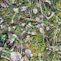 Corysanthes hispida (Bristly Helmet Orchid) at Aranda, ACT - 3 Sep 2025 by CathB