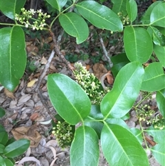 Xylocarpus moluccensis (cedar mangrove) at Manunda, QLD - 3 Sep 2025 by JasonPStewart