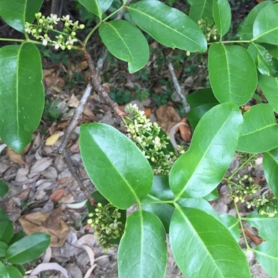 Xylocarpus moluccensis (cedar mangrove) at Manunda, QLD - 3 Sep 2025 by JasonPStewart