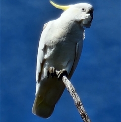 Cacatua galerita (Sulphur-crested Cockatoo) at Gundaroo, NSW - 3 Sep 2025 by Gunyijan