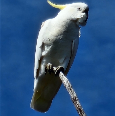Cacatua galerita (Sulphur-crested Cockatoo) at Gundaroo, NSW - 3 Sep 2025 by Gunyijan