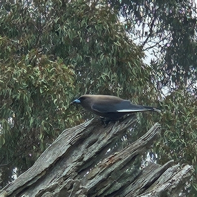 Artamus cyanopterus (Dusky Woodswallow) at Whitlam, ACT - 2 Sep 2025 by Wolfdogg