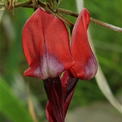 Kennedia rubicunda (Dusky Coral Pea) at Denhams Beach, NSW - 3 Sep 2025 by Csteele4