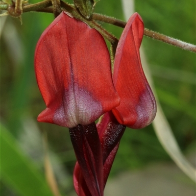 Kennedia rubicunda (Dusky Coral Pea) at Denhams Beach, NSW - 3 Sep 2025 by Csteele4