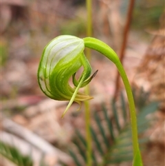 Pterostylis nutans (Nodding Greenhood) at Broulee, NSW - 3 Sep 2025 by Csteele4