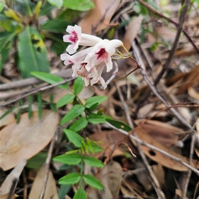 Pandorea pandorana (Wonga Wonga Vine) at Surf Beach, NSW - 3 Sep 2025 by Csteele4