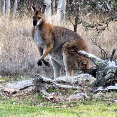 Notamacropus rufogriseus (Red-necked Wallaby) at Gundaroo, NSW - 2 Sep 2025 by Gunyijan