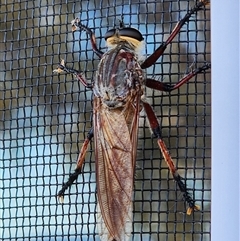 Neoaratus hercules (Herculean Robber Fly) at Gundaroo, NSW - 6 Jan 2025 by Gunyijan