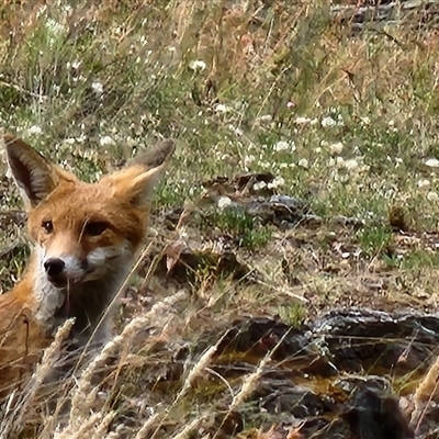 Vulpes vulpes (Red Fox) at Gundaroo, NSW - 31 Dec 2024 by Gunyijan