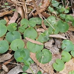 Corybas (genus) (Helmet Orchid) by Csteele4
