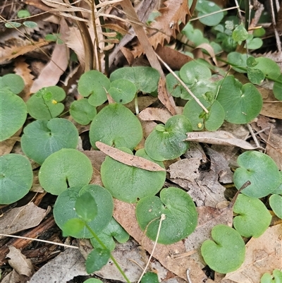 Corybas (genus) (Helmet Orchid) at  - suppressed by Csteele4
