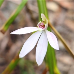 Caladenia carnea (Pink Fingers) at Broulee, NSW - 3 Sep 2025 by Csteele4