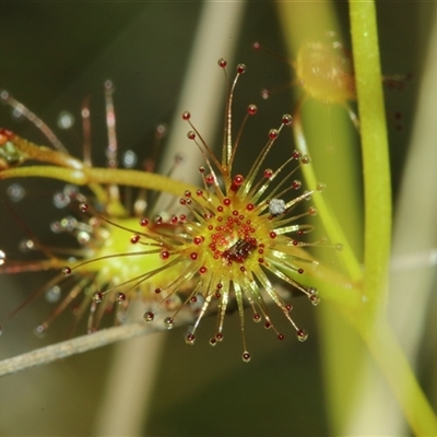 Drosera (genus) (A Sundew) at East Lynne, NSW - 3 Sep 2025 by Csteele4