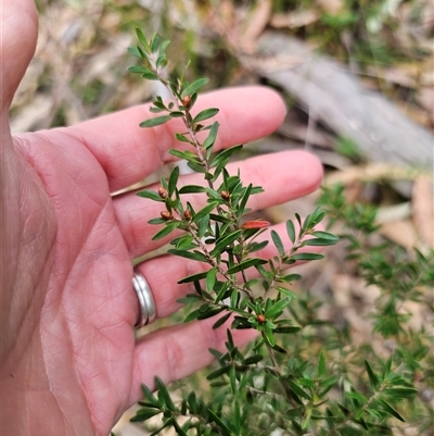 Leptospermum polygalifolium (Tantoon) at East Lynne, NSW - 3 Sep 2025 by Csteele4