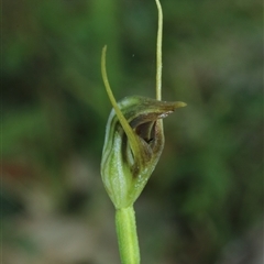 Pterostylis oblonga (Coastal Maroonhood) at Denhams Beach, NSW - 3 Sep 2025 by Csteele4