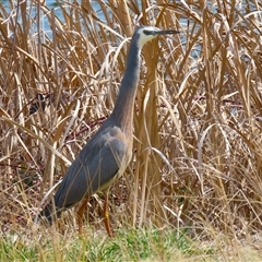 Egretta novaehollandiae (White-faced Heron) at Dunlop, ACT - 3 Sep 2025 by RodDeb