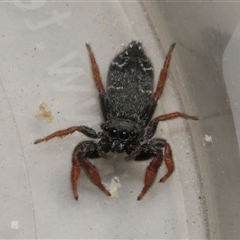 Holoplatys invenusta (Jumping spider) at Freshwater Creek, VIC - 30 Aug 2025 by WendyEM