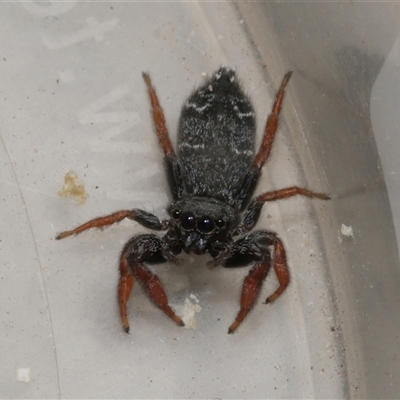 Holoplatys invenusta (Jumping spider) at Freshwater Creek, VIC - 30 Aug 2025 by WendyEM