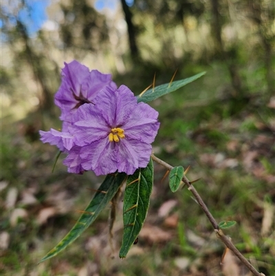 Solanum prinophyllum at Keinbah, NSW - 2 Sep 2025 by LeeMears