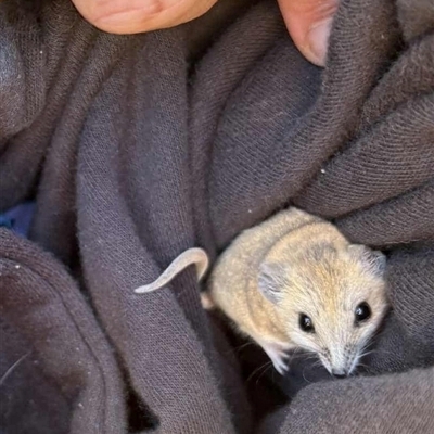 Sminthopsis crassicaudata (Fat-tailed Dunnart) at Windorah, QLD - 27 Aug 2025 by HelenCross