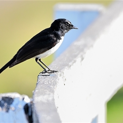 Rhipidura leucophrys (Willie Wagtail) at Bargo, NSW - 2 Sep 2025 by Freebird