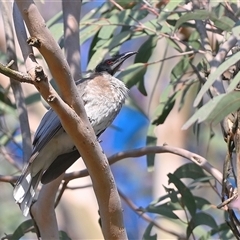 Philemon corniculatus (Noisy Friarbird) at Bargo, NSW - 2 Sep 2025 by Freebird