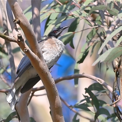 Philemon corniculatus (Noisy Friarbird) at Bargo, NSW - 2 Sep 2025 by Freebird