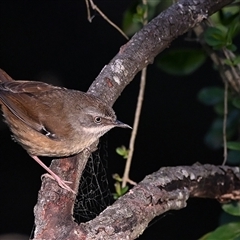 Sericornis frontalis (White-browed Scrubwren) at Bargo, NSW - 2 Sep 2025 by Freebird