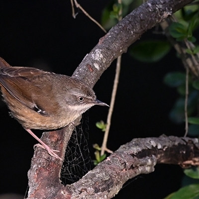 Sericornis frontalis (White-browed Scrubwren) at Bargo, NSW - 2 Sep 2025 by Freebird